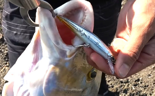 Jackson Athlete H1S ミノー 6個セット 新品 ジャクソン アスリートミノー 6個セット シーバス オールド レア