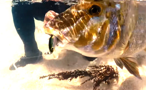 ジャクソン アスリートミノー9S スケルトンシャッド（SSS